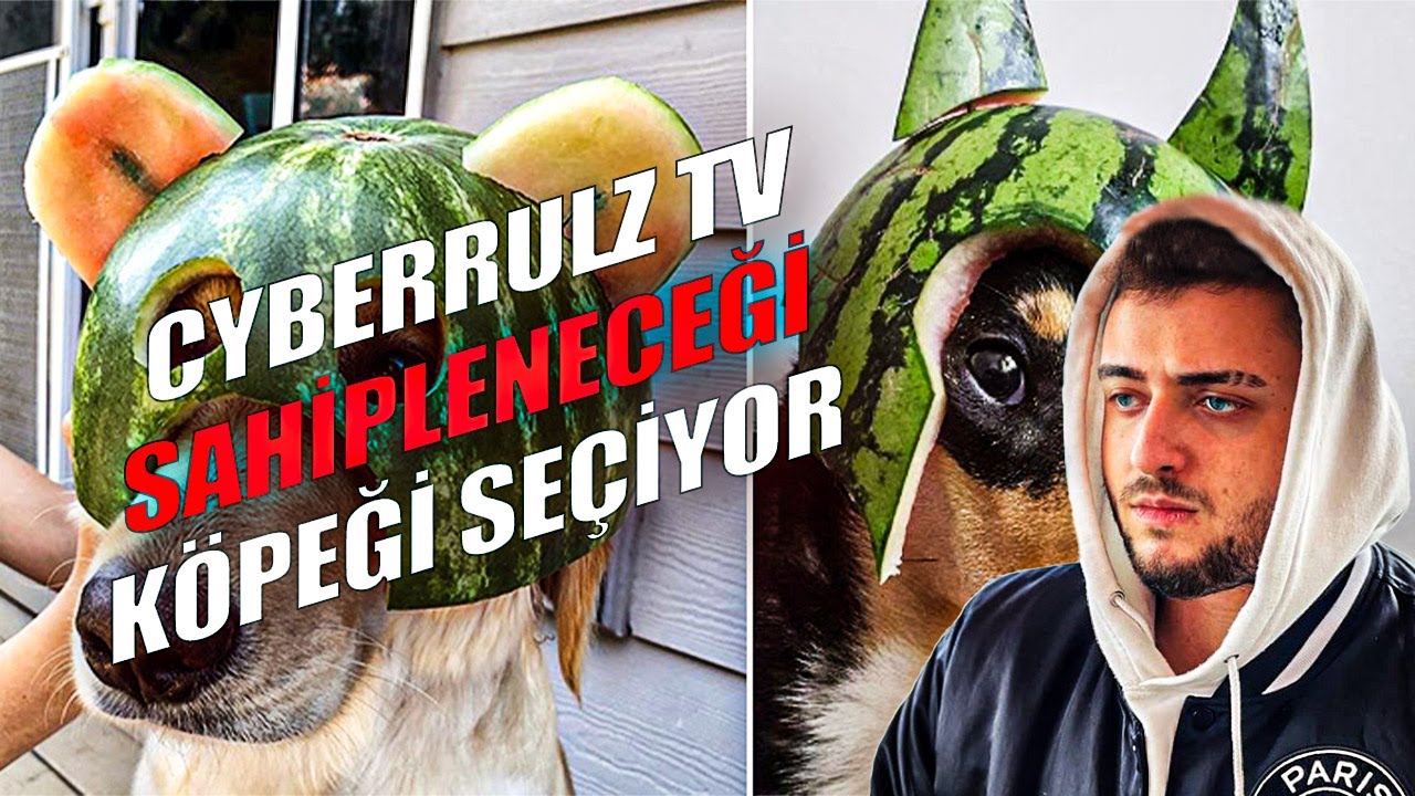 CyberRulz Tv  | SAHİPLENECEĞİ KÖPEĞİ SEÇİYOR
