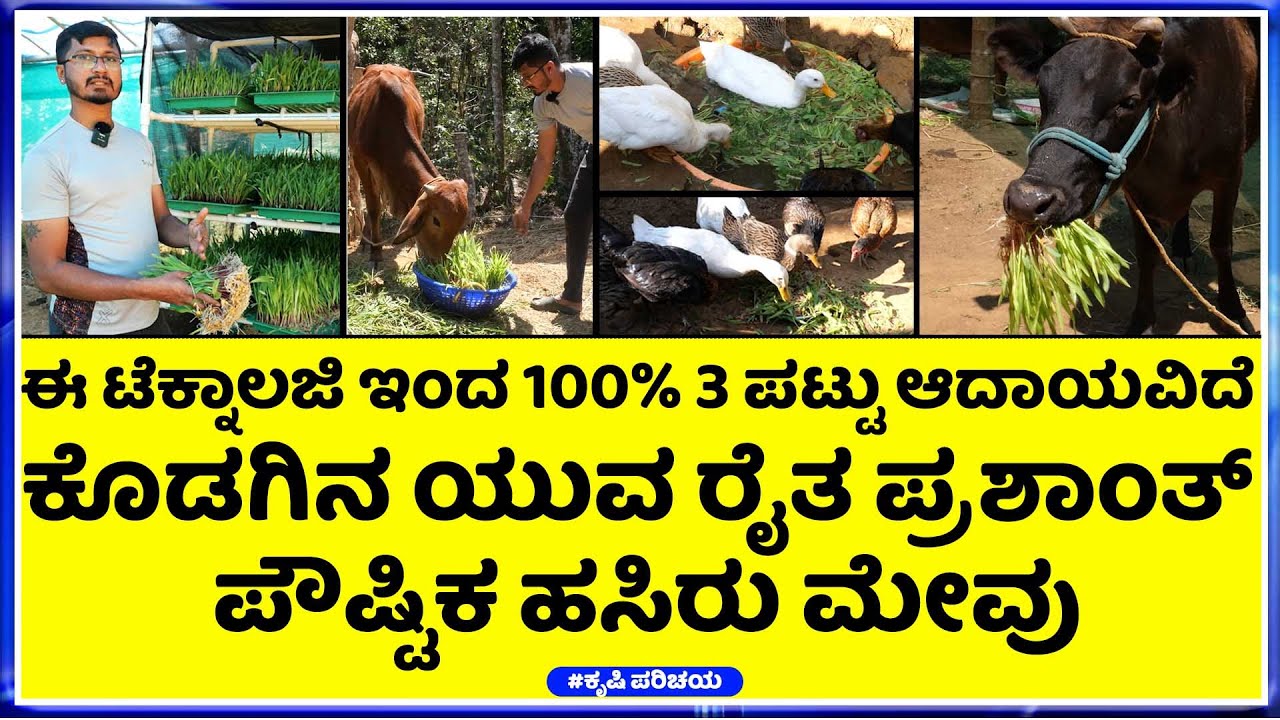 ಹಸು ಕುರಿ ಕೋಳಿ  ಆದಾಯ ಹೀಗೆ ಮಾಡಿ  || ಕಡಿಮೆ ಖರ್ಚು ಕಡಿಮೆ ಜಾಗದಲ್ಲಿ ಈ ಮೇವು 100 % ಲಾಭವಿದೆ
