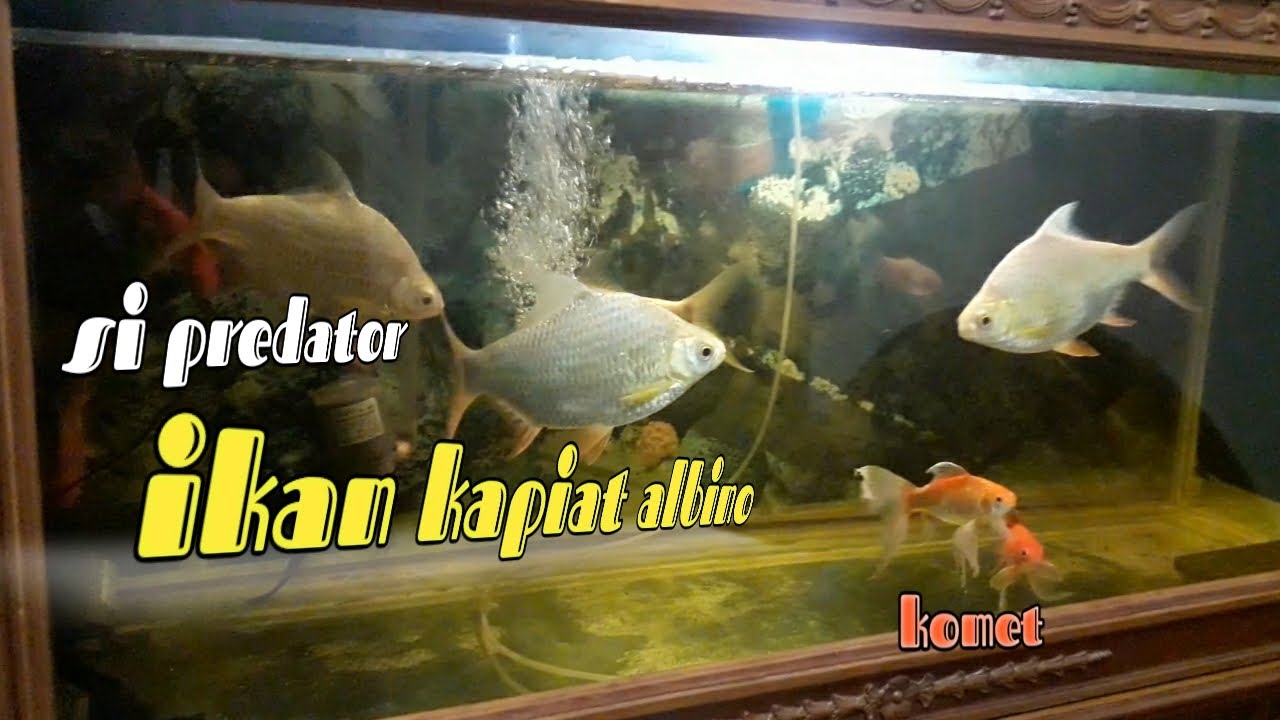 Ikan hias aquarium besar kapiat albino si predator