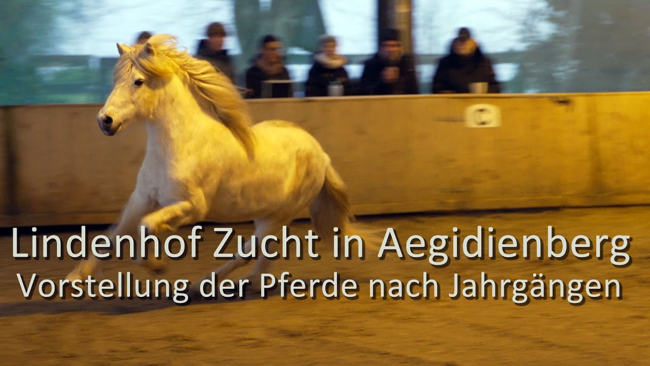 Lindenhof Zucht in Aegidienberg / Vorstellung der Pferde nach Jahrgängen