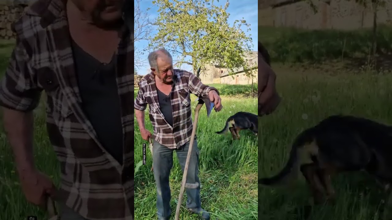 Jean Louis fauche l'herbe pour les lapins