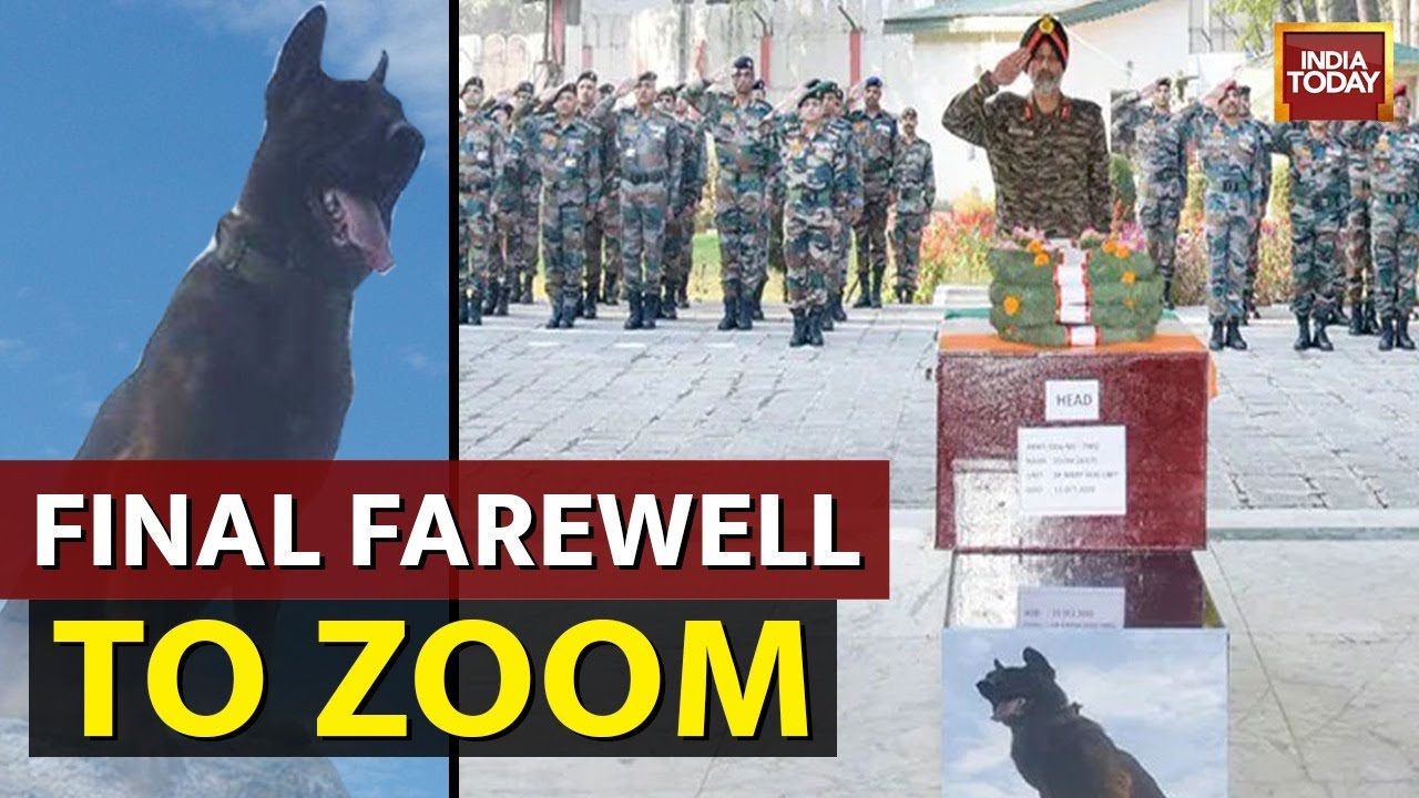 Indian Army Pays Homage To Elite Assault Dog Zoom Who Passed Away In Anti-Terror Ops In Srinagar