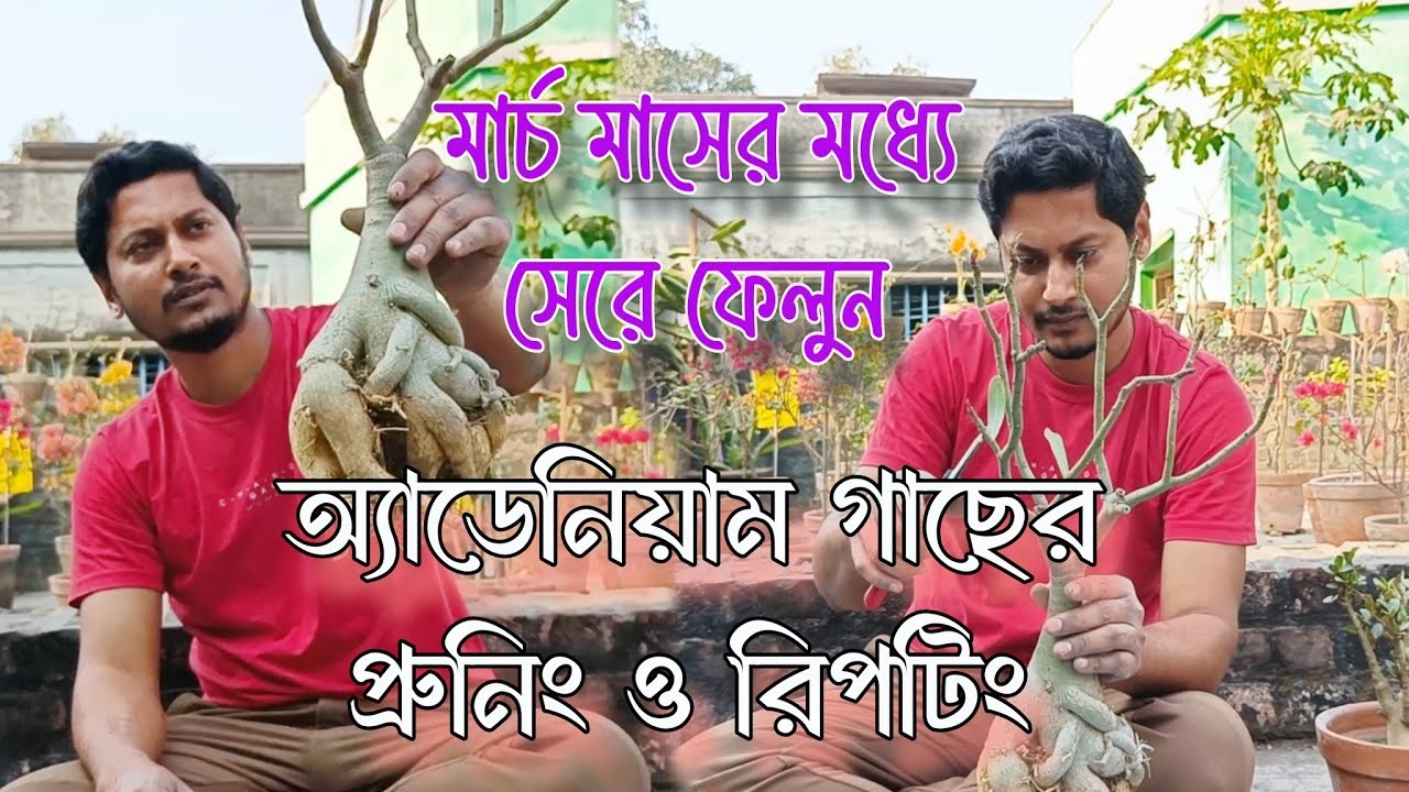 অ্যাডেনিয়াম গাছের প্রুনিং ও রিপটিং এইভাবে মার্চ মাসের মধ্যেই করে ফেলুন! #adenium #desertrose