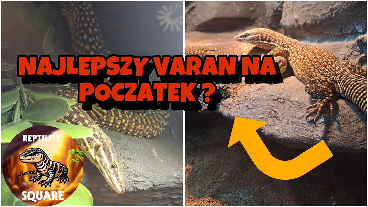 Varanus acanthurus (Waran kolczastoogonowy) Najlepszy na początek ?.
