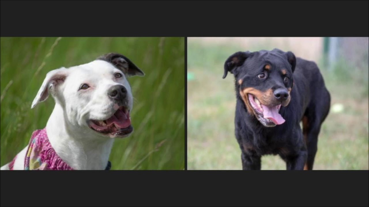 Canine body language: Mouth