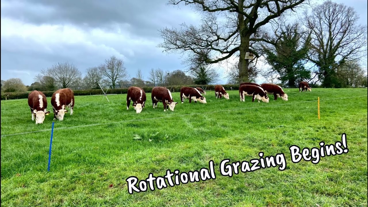 Rotational Grazing 2023 Begins!
