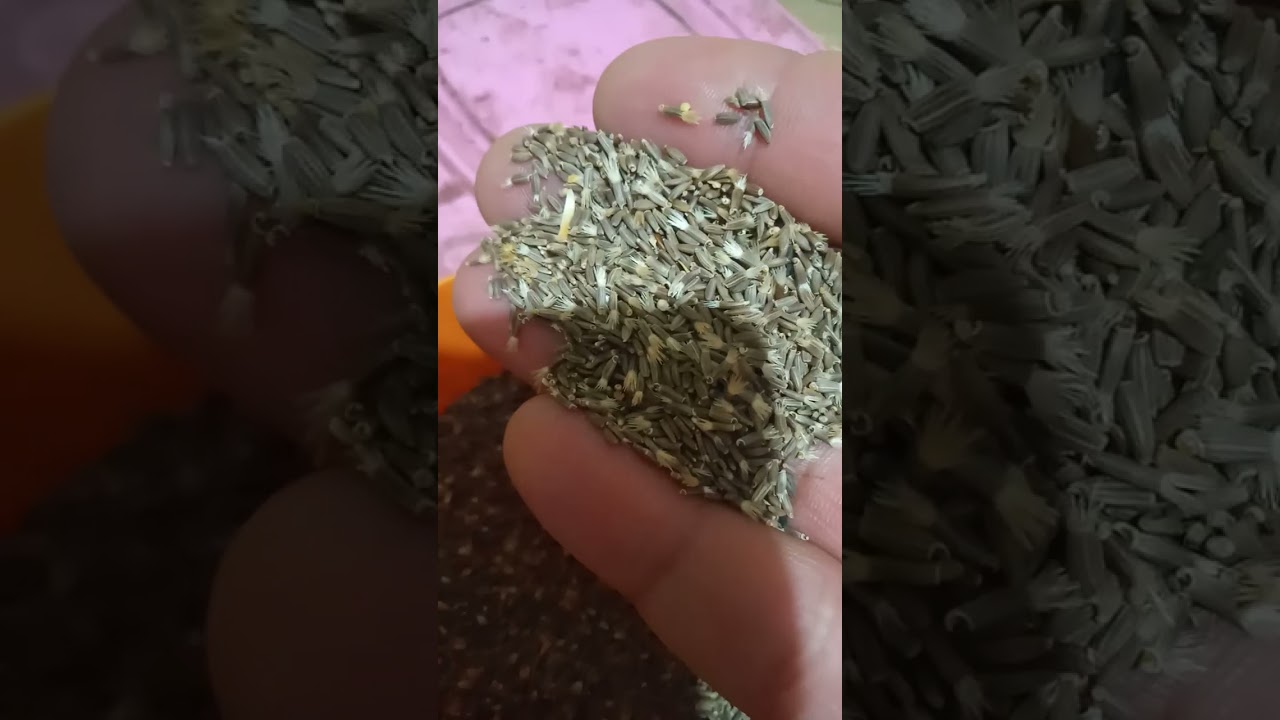 التغذية الصحيحة للحسون......(حذاري من ....)!!!!