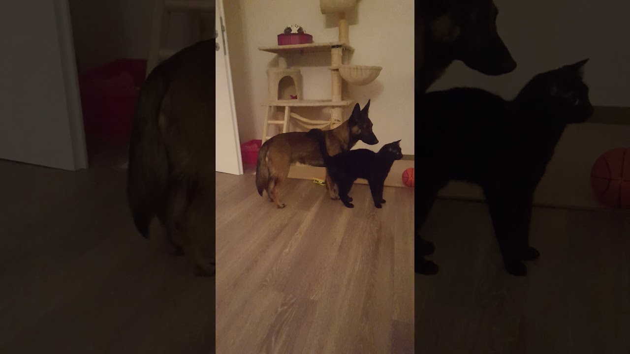 Katze schmust mit Hund