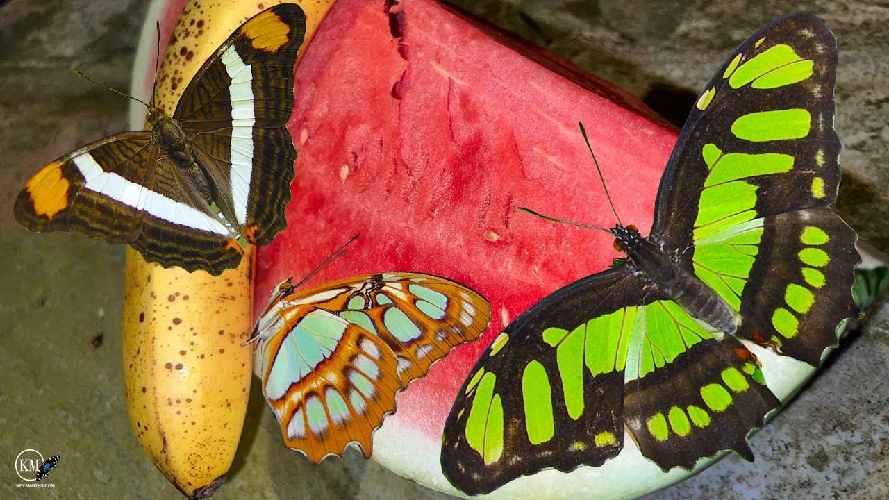 ATTRACTING BUTTERFLIES AND MOTHS   RECIPE # 3   WATER MELLON FRUIT BAIT