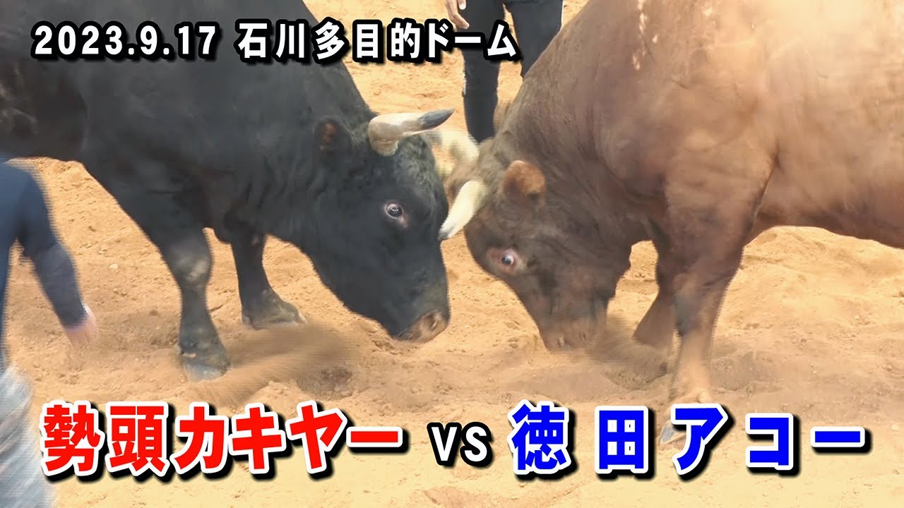 勢頭カキヤー VS 徳田アコー　2023.9.17(R5)   第12回平成若猪会大闘牛大会(石川多目的ドーム)