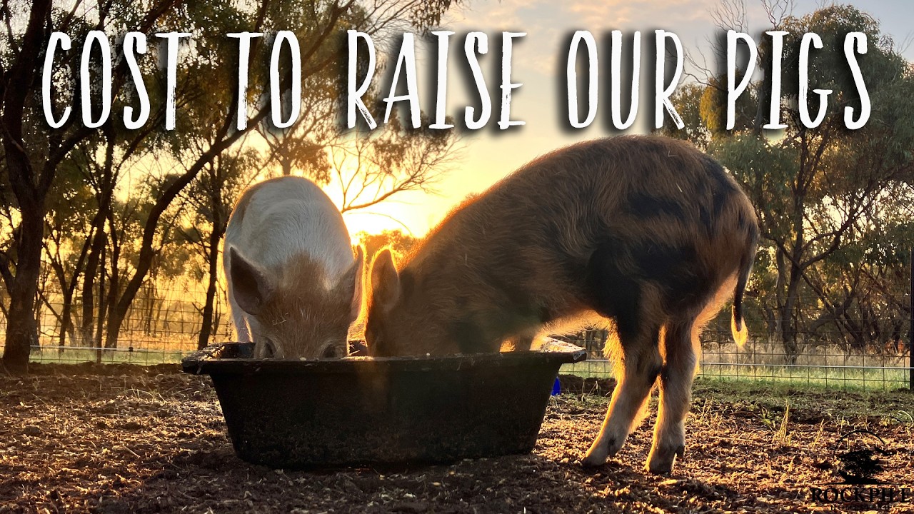 The COST of raising our TWO pigs | Australian Offgrid Homestead