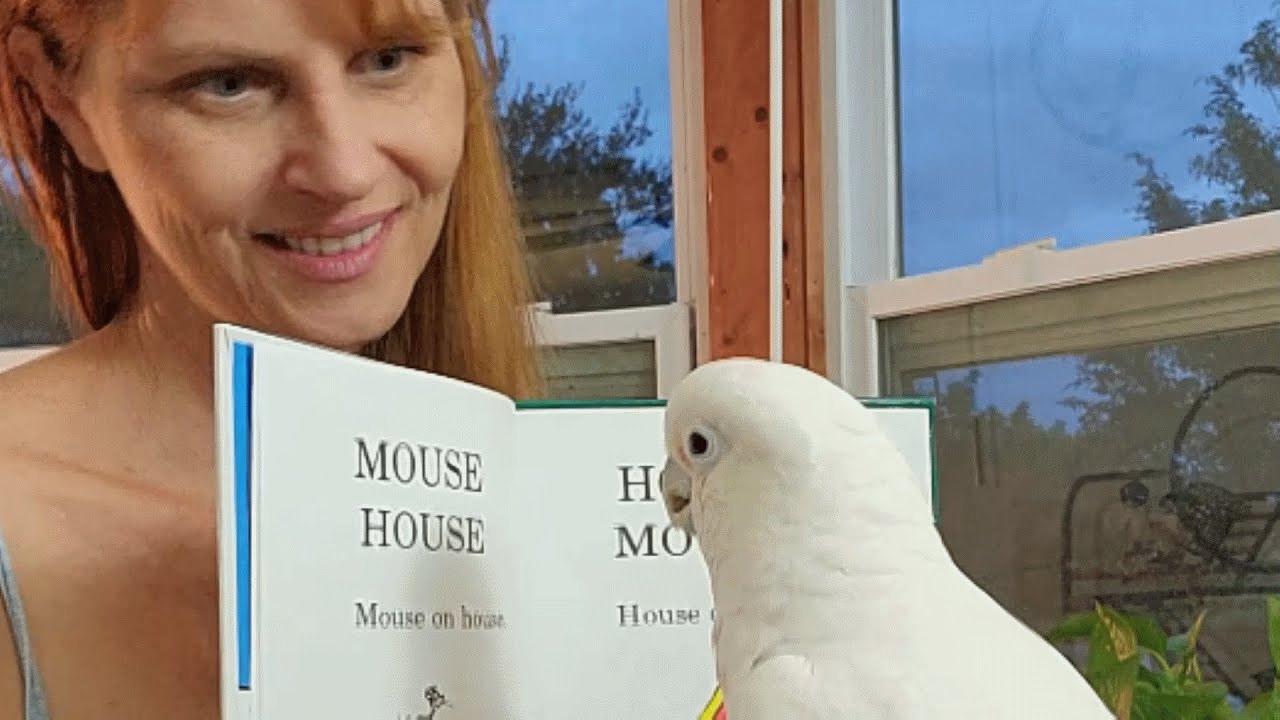 This cockatoo is probably smarter than your dog