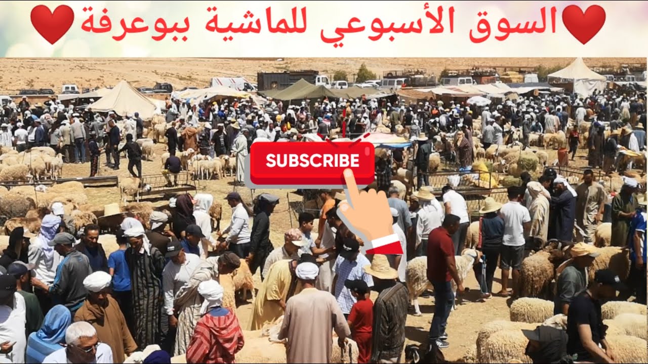 #السوق_الأسبوعي_للماشية_ بوعرفة/بإقليم فجيج_ سلالة بني كيل الجودة والمذاق أجيو تكتاشفو معايا