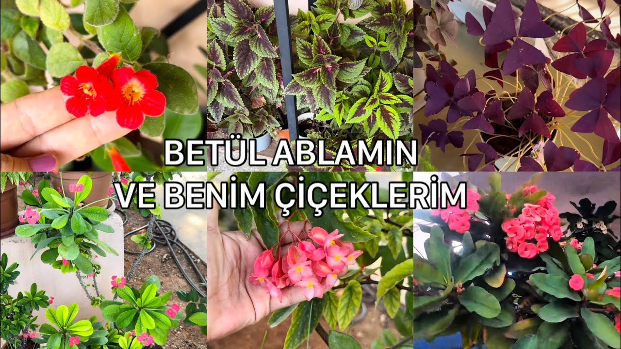 Kıbrıstan Betül ablamın ve Benim Çiçeklerim ❤️🍀