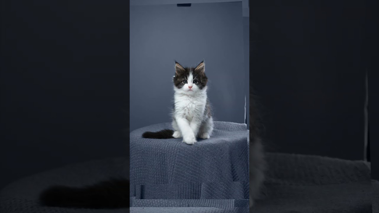 Kitten growing up 📈🐱 #furryfritz  #catographer #kitten #cutecats #cat #mainecoon #timelapse #cats