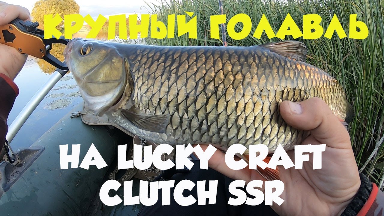Крупный голавль на Lucky Craft Clutch SSR