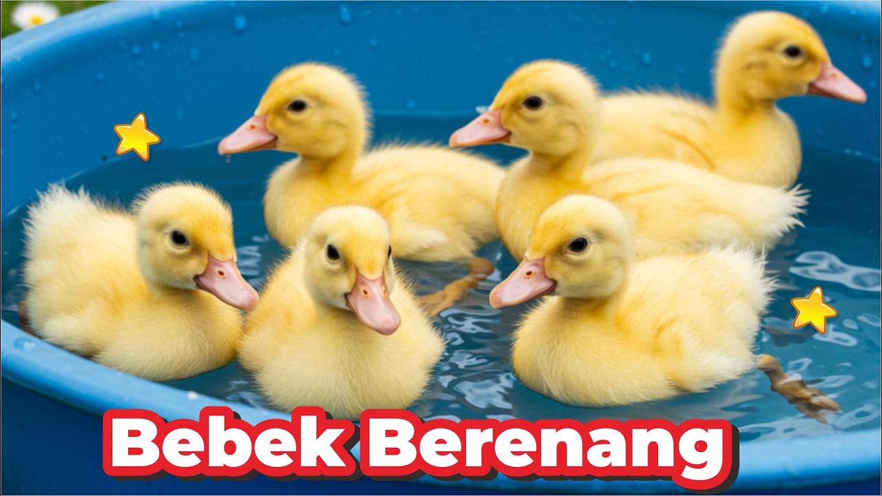 BEBEK BERENANG KWEK KWEK BEBEK KWEK KWEK BEBEKNYA UWEK UWEK BEBEK KWEK KWEK LAGU BEBEK ADUS KALI