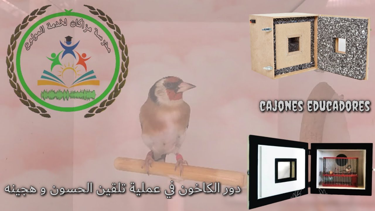 تلقين التغريد لطائر الحسون و هجينه :  دور الكاخون في عملية التلقين  Cajones Educadores