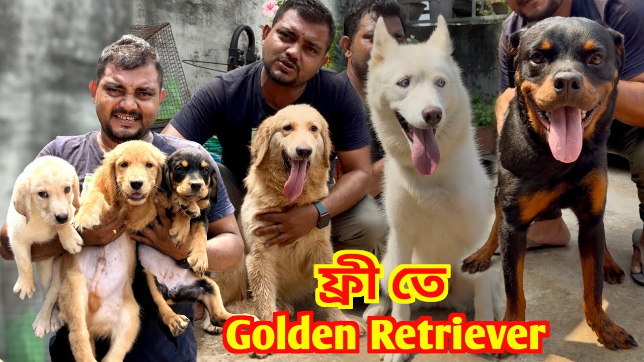 ফ্রী তে Golden Retriever নিয়ে যান! Free Adoption Dog. Dog Market in Kolkata Price.