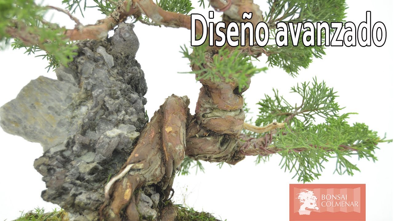Diseño avanzado | Juníperus Chinensis - Bonsai Colmenar