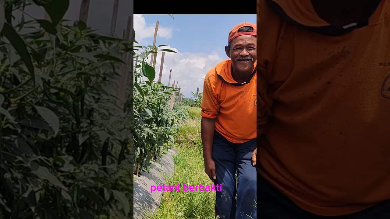 cabe besar baja milik Mbah Wito