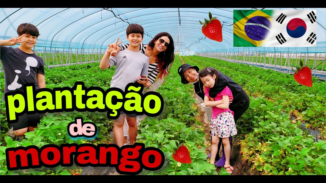 PLANTAÇÃO DE MORANGO NA COREIA
