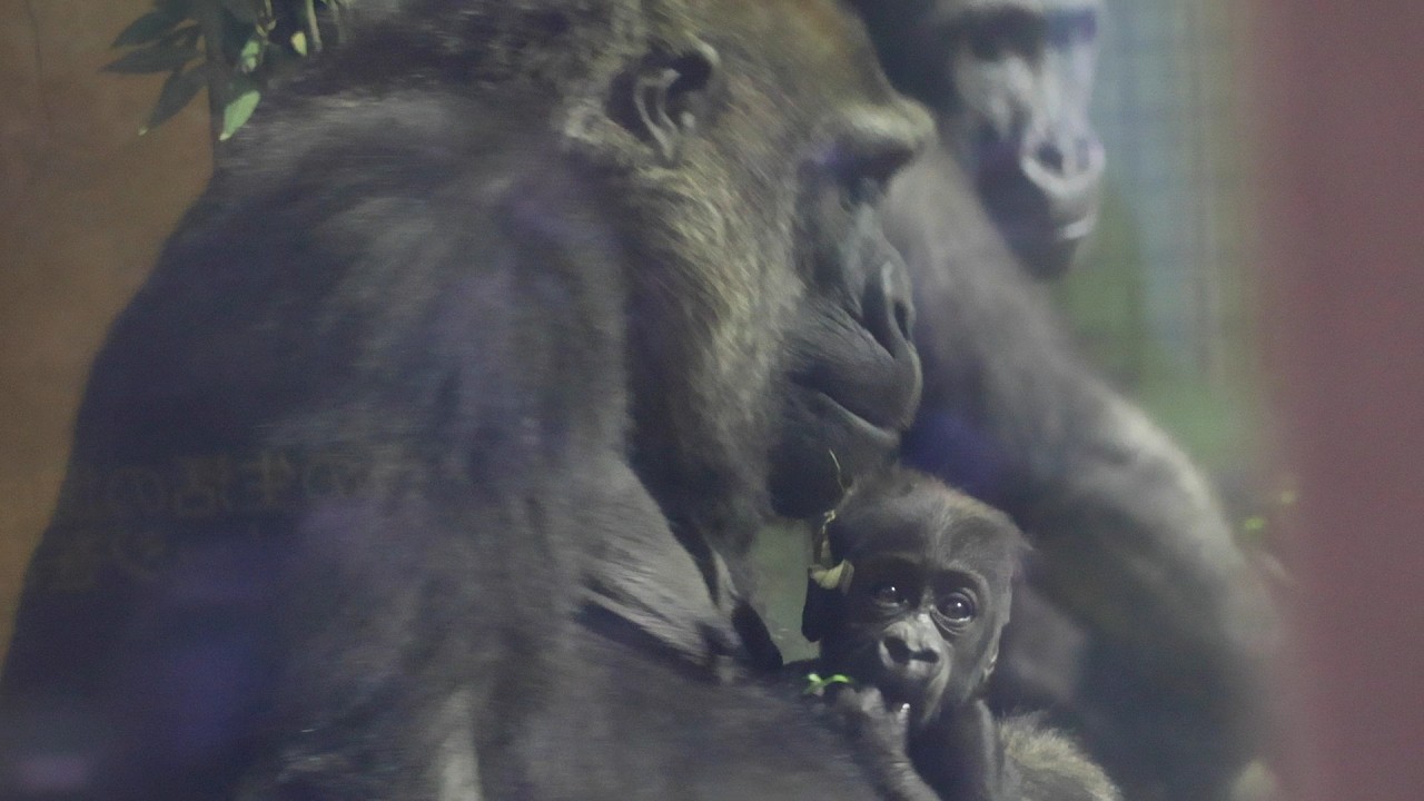夕食中も活発に動く赤ちゃん　ゲンキの腕の中で｜京都市動物園｜撮影日2026.2.12｜【きょうのゴリラ】