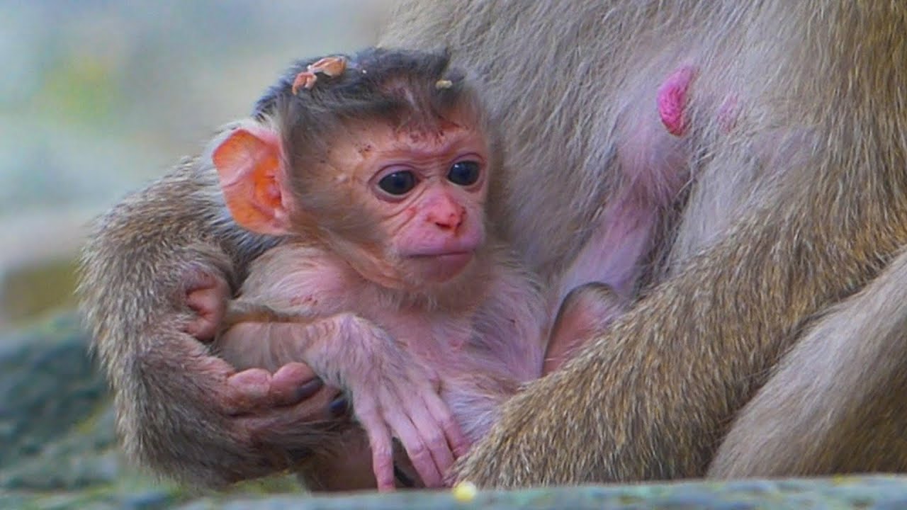 Monkey Rose Just Gave Birth! Meet Her Adorable Newborn Baby 😍| Welcomes Her Sweet Baby Today