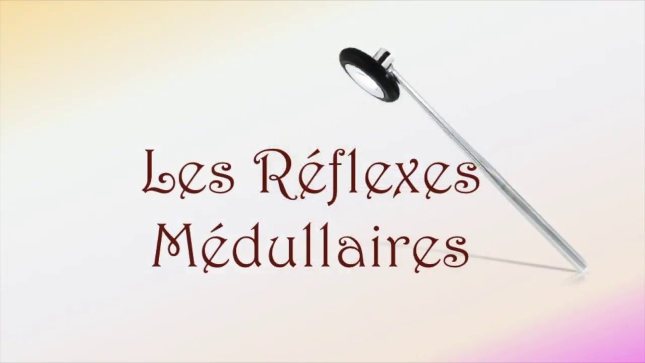 Neurofacile 9 : Les réflexes médullaires