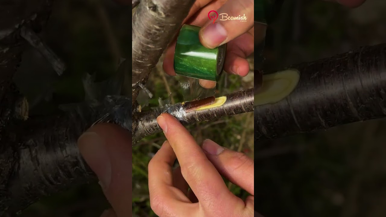 Fruit Tree Grafting Technique 🌱 #easy #fruitgrafting #gardentips