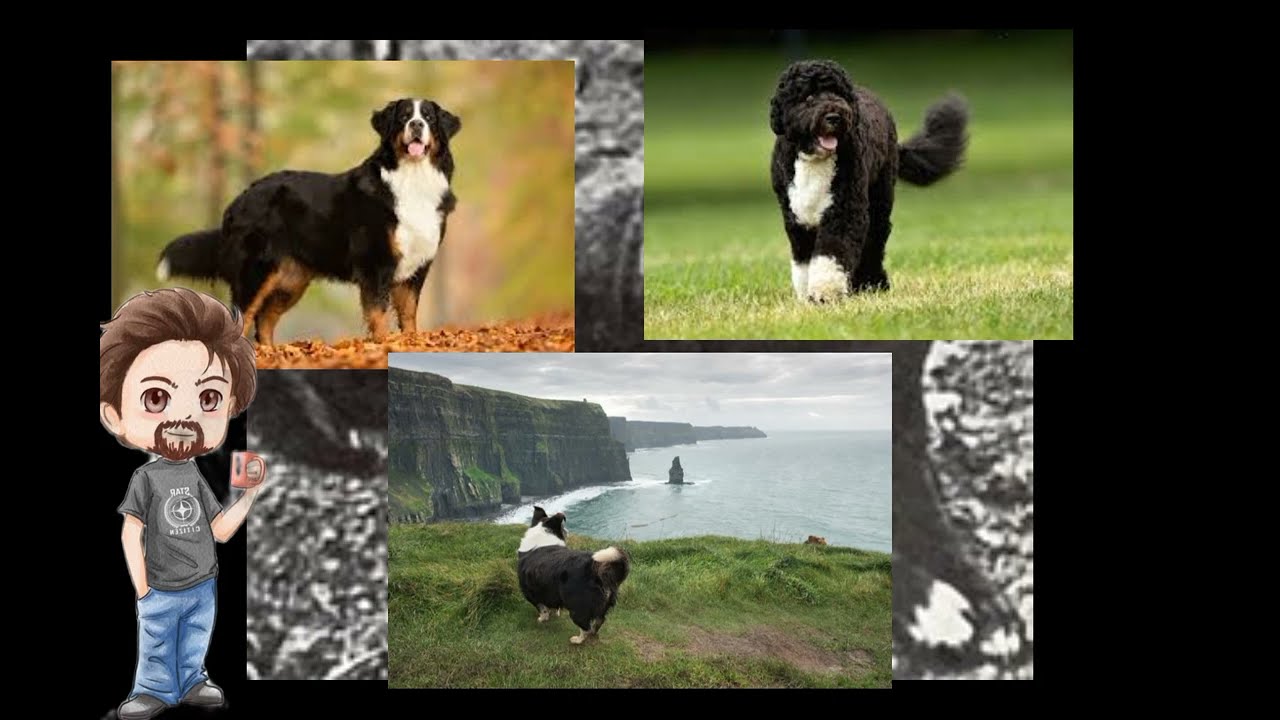 THINGS YOU MUST KNOW ABOUT ST JOHN WATER DOG IN 2022