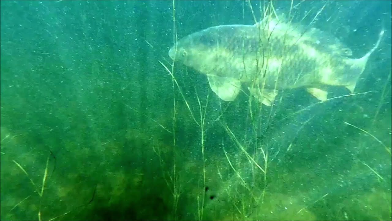 Dinsdagochtendduikje Meerse Plas, Den Dungen, 14 mei 2024