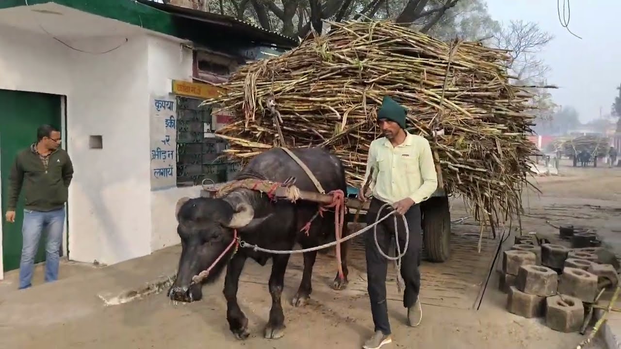 राम कुमार सदपुरे का 4 दांत कटडा#cow #trending #video #viral 