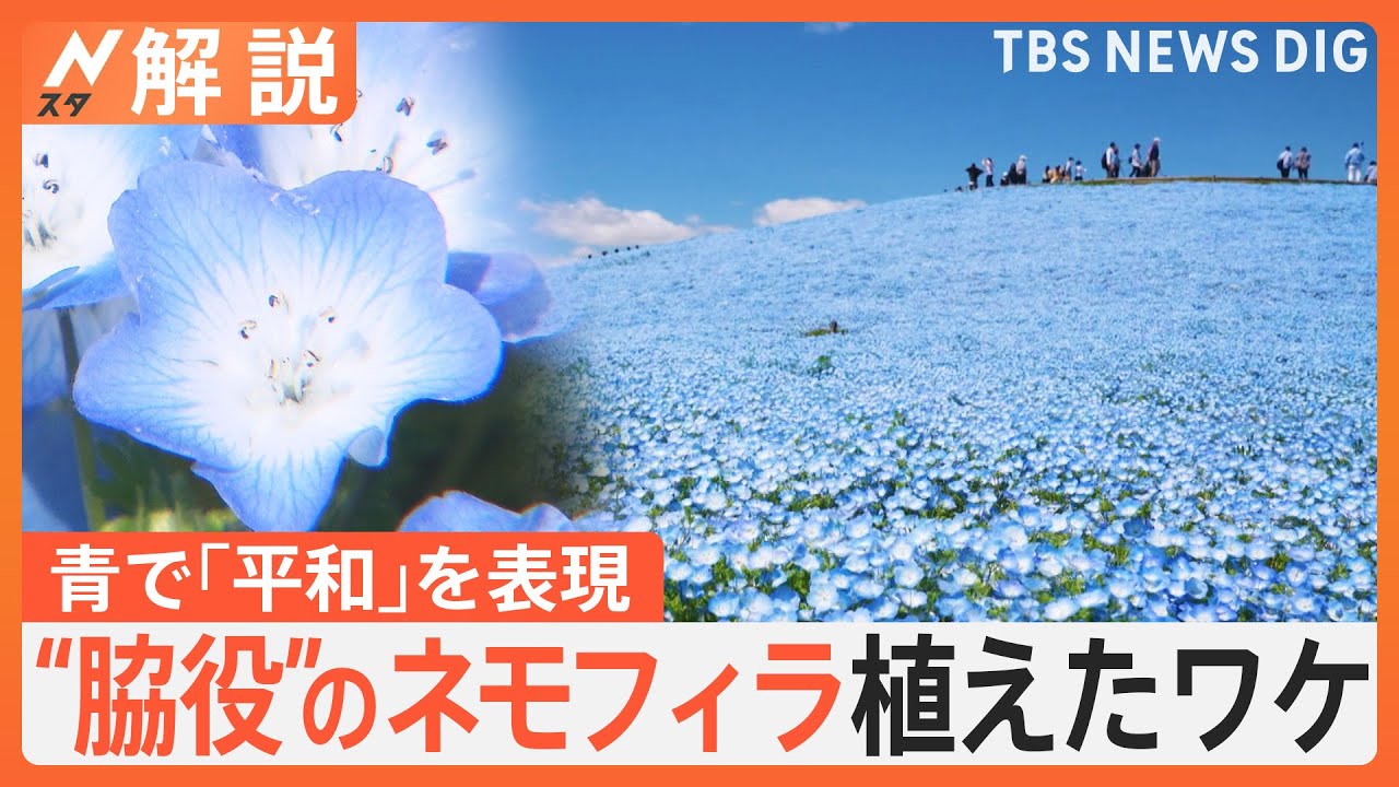 なぜ“脇役”ネモフィラ植えた？ひたち海浜公園“忘れたい過去”の「丘と空を青一色で染めて…」絶景の裏にある歴史【Nスタ解説】｜TBS NEWS DIG