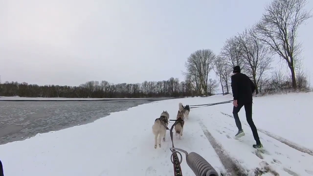 Schlittenhunde Training Husky - Scooter und CaniCross Januar 2026