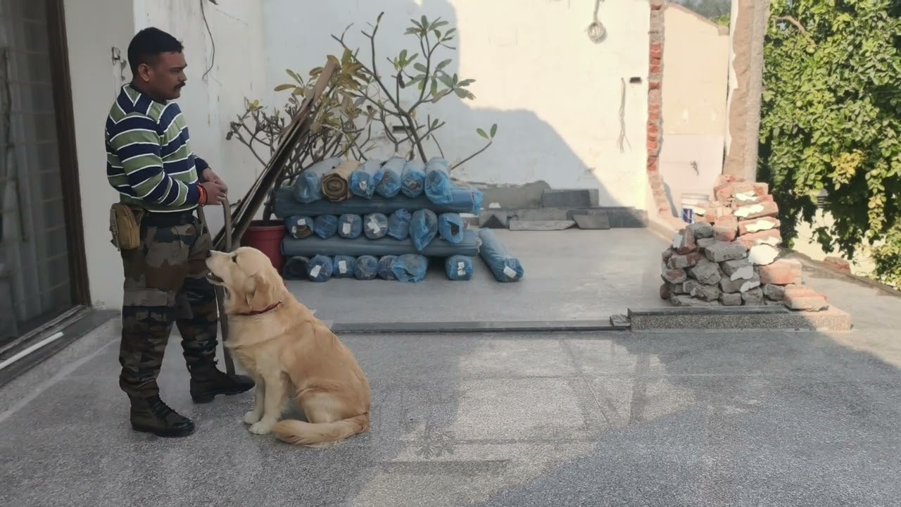 Smart golden retriever puppy Training 😍 #goldenretriever #puppy #training #dogtraining #viral 