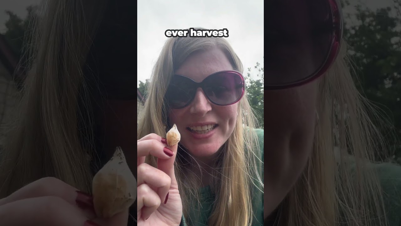 This Fruit Harvests Itself! The Secret Trick Of Ground Cherries