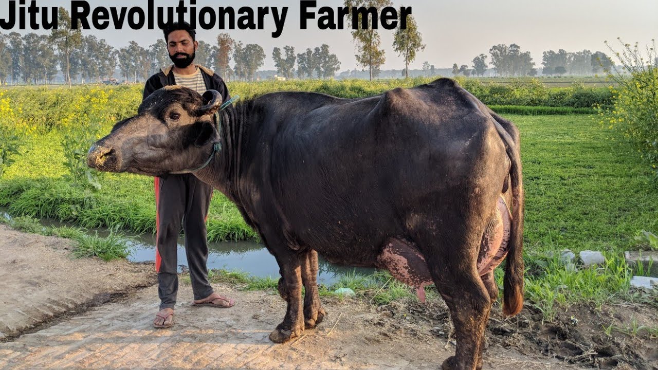 Super NILI RAVI-Milking Capacity 27-28 litres.
Evening Milk Recorded in this video on 22.01.2018.