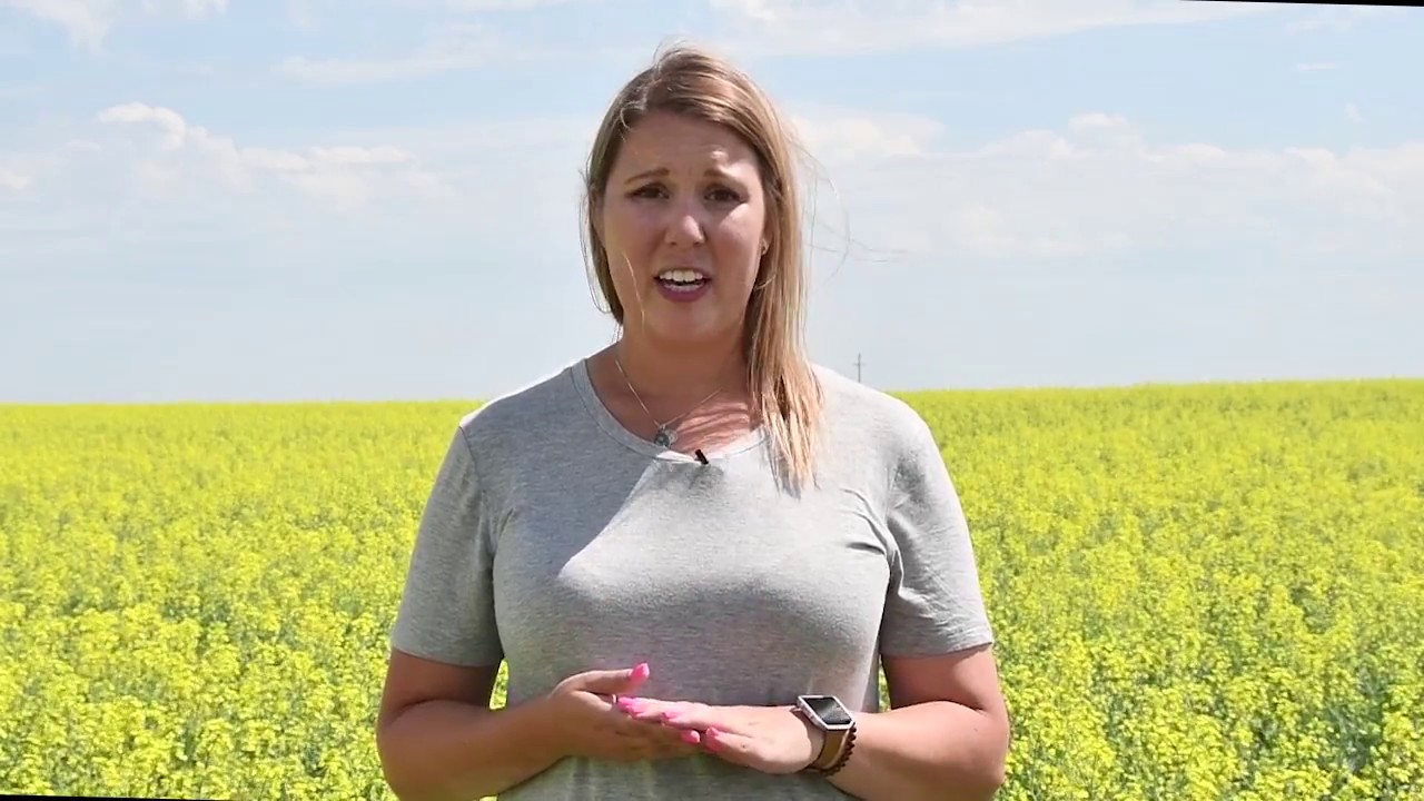 How to Scout for Clubroot