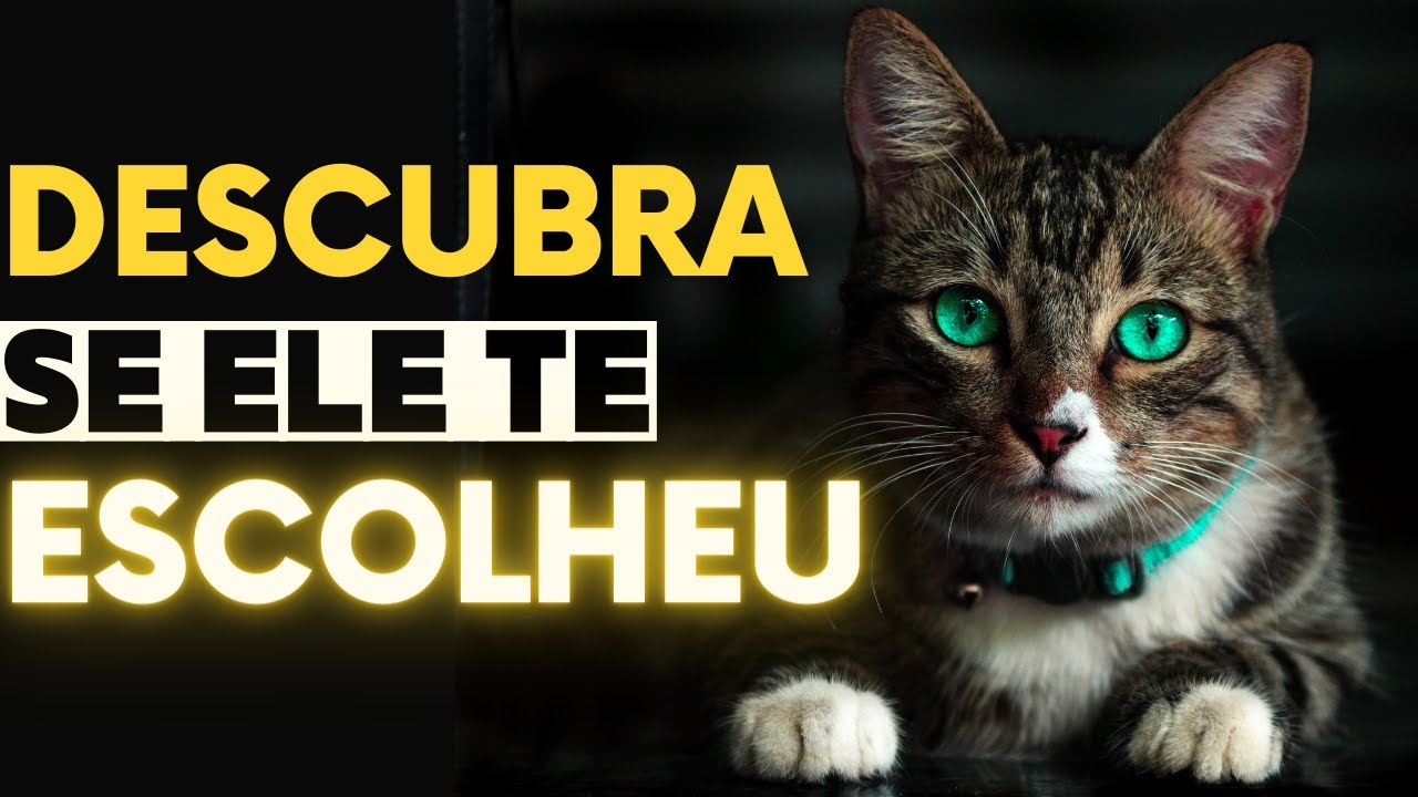 Porque e Como os GATOS ESCOLHEM seus Donos? Entenda!