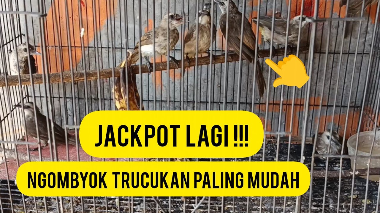JACKPOT ‼️ CARA NGOMBYOK TRUCUKAN JANTAN ISTIMEWA CUMA 10 MENIT