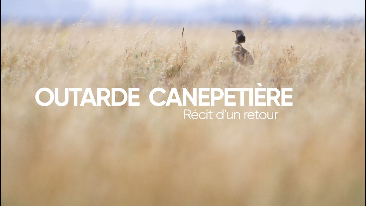 Outarde canepetière, récit d'un retour