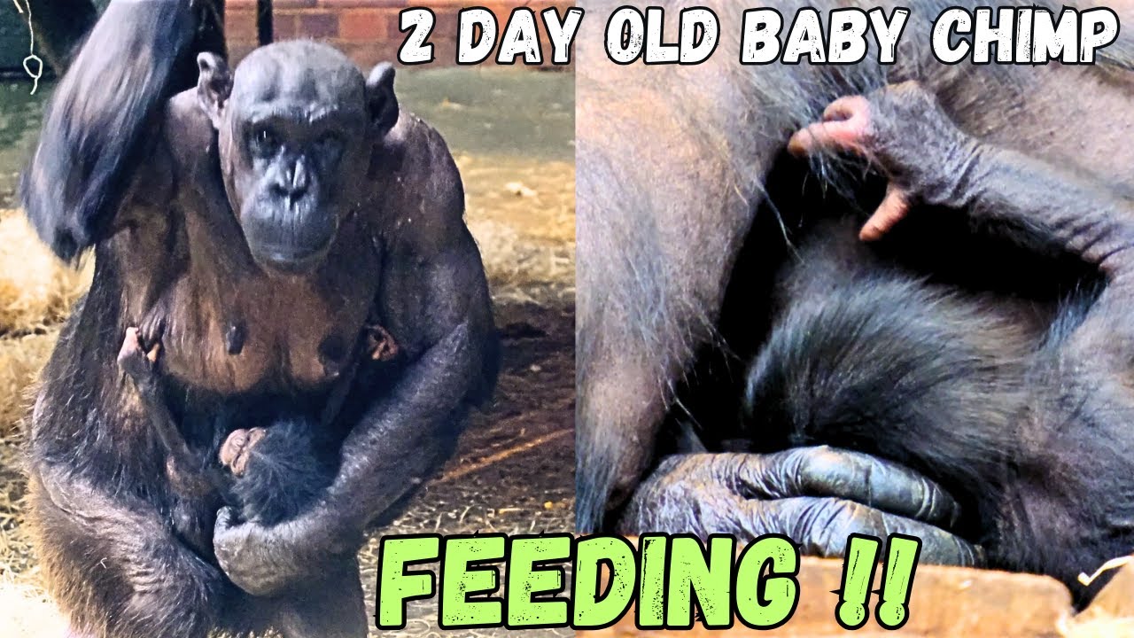 First Video Of Newborn Baby Chimpanzee Feeding !!