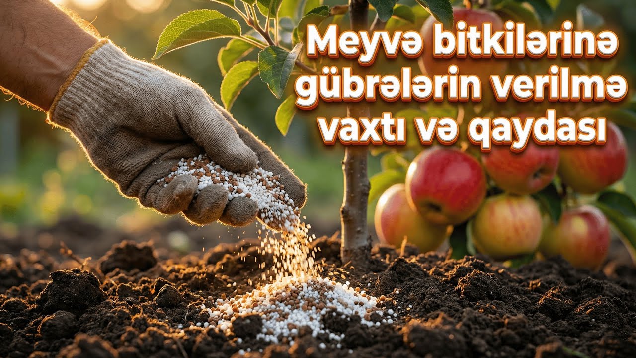 Mövzu: 