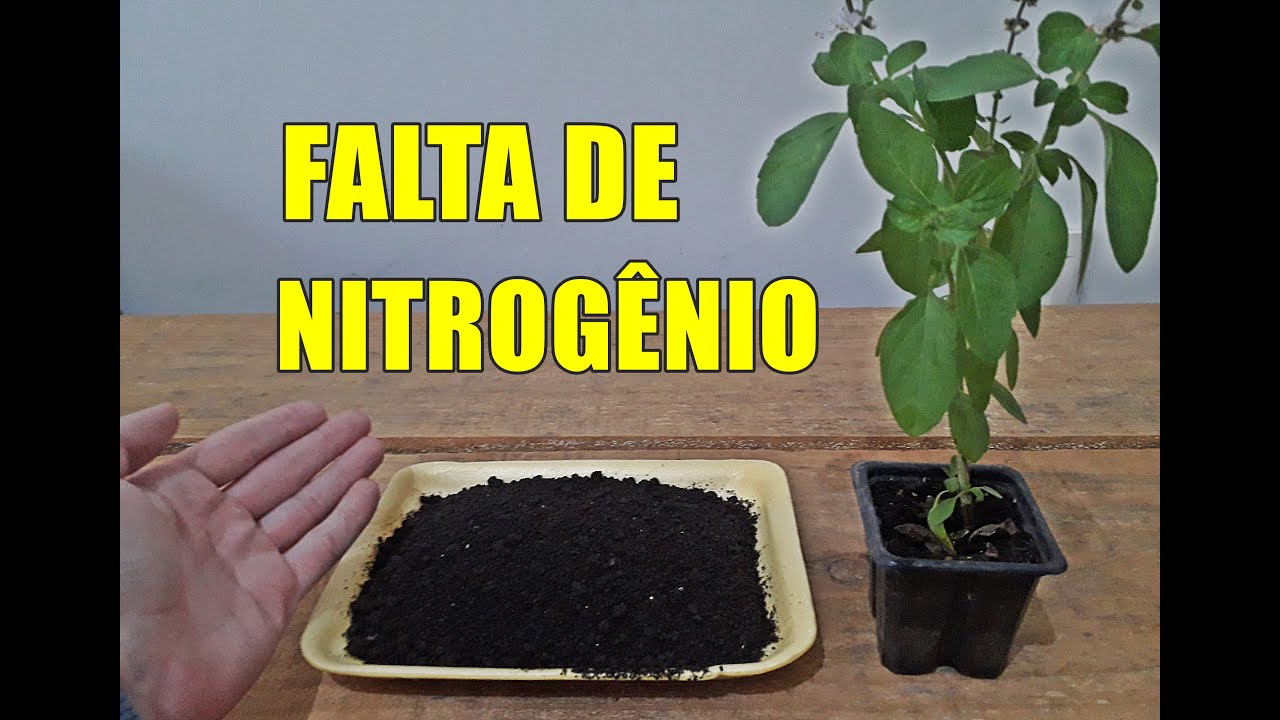 O QUE ACONTECE SE FALTAR NITROG&Ecirc;NIO NA PLANTA?