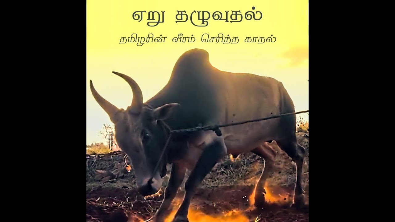Jallikattu History in Tamil | Suryan Explains