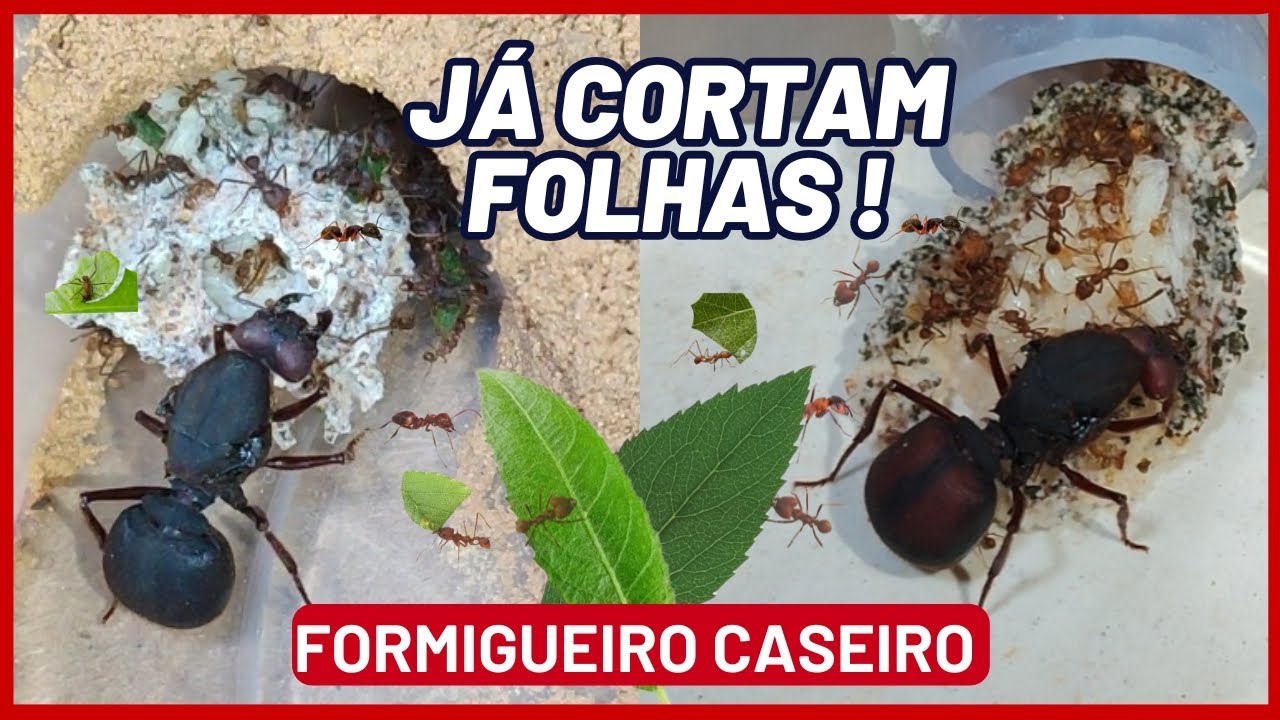 Introduzindo ALIMENTAÇÃO no nosso FORMIGUEIRO CASEIRO de SAÚVAS/Já cortam Folhas!