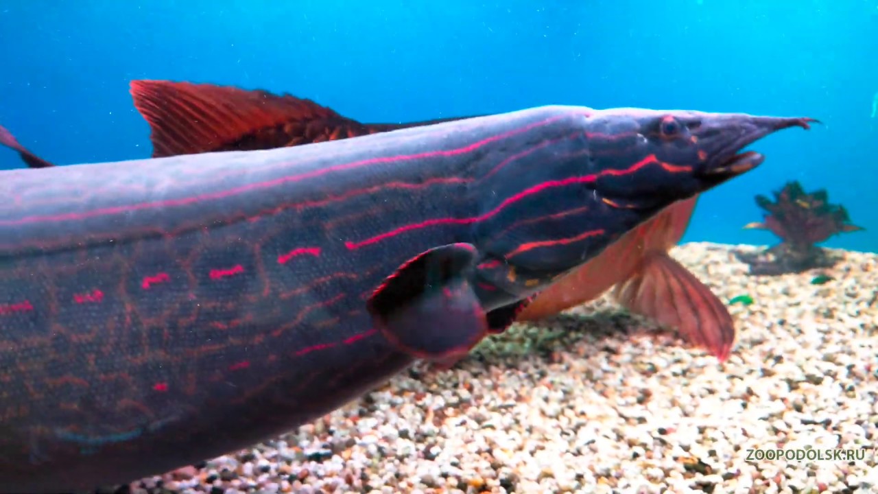 Мастацембелус краснополосый - Mastacembelus erythrotaenia