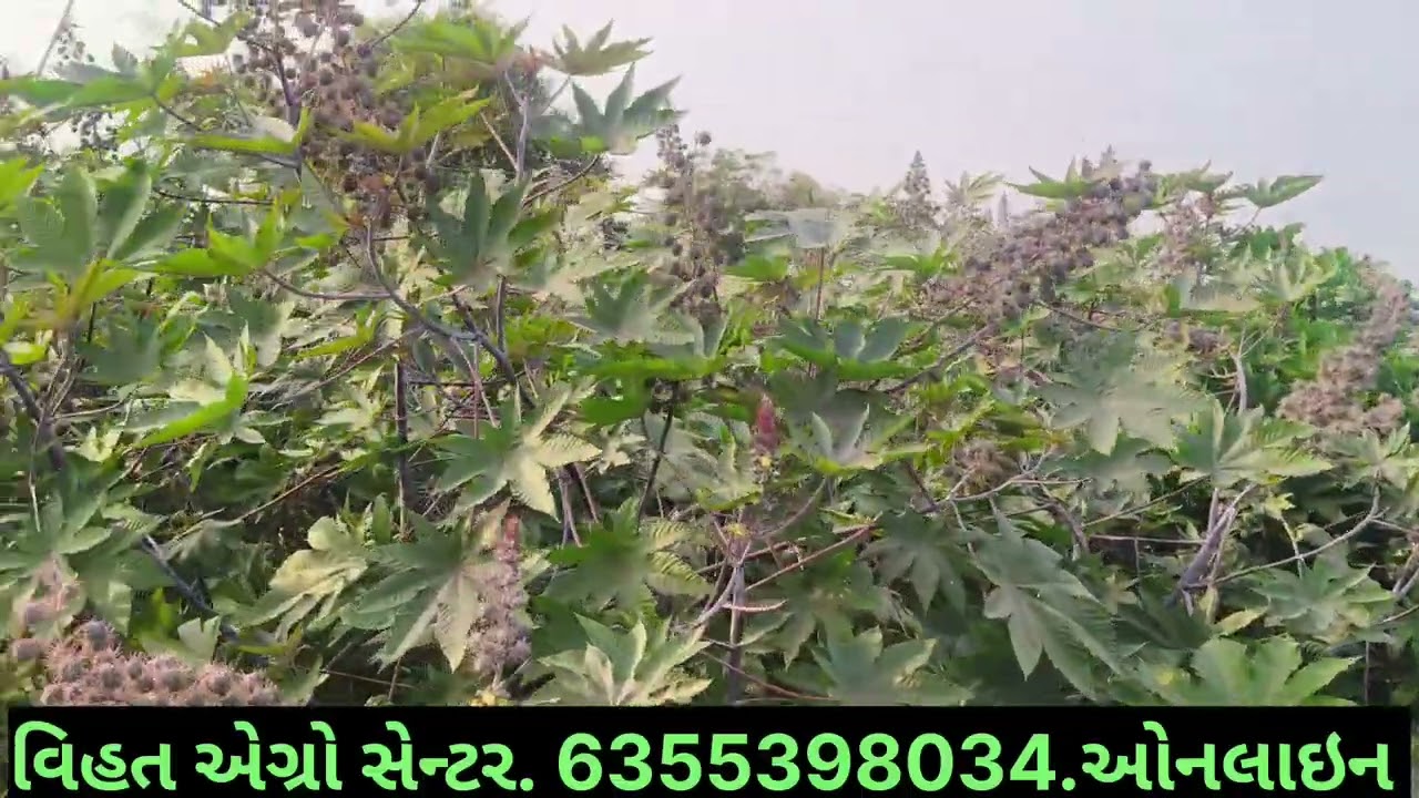 // વિશ્વાસ 77 દિવેલા ખેડૂત સતરસીંગ. મુડેઠા. ખરીદી કરતા @વિહત એગ્રો. 6355398034.ઓનલાઇન //