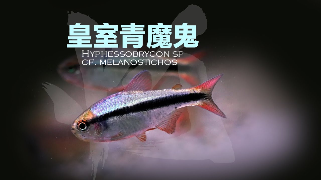皇室青魔鬼， Imperial Lapis Tetra ，Hyphessobrycon sp. cf. melanostichos
